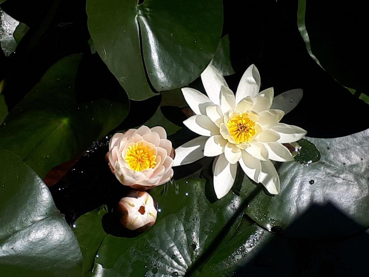 Holydays Home Little Frog Альяно-Терме Экстерьер фото